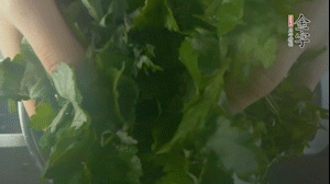 【面皮】1.锅中水开时，放挑拣好的艾草和一撮小苏打，第一遍煮开后倒掉，重新加水大火煮开后，小火煮1小时。煮烂的艾草用纱布沥干。